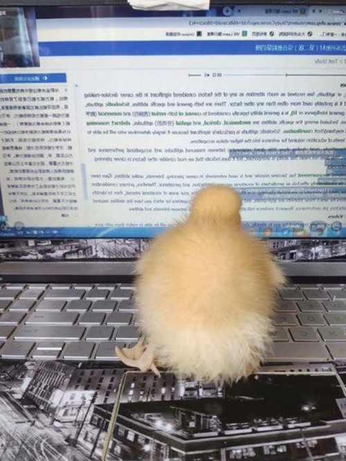 上海第二中学化学老师张越出轨风波：未成年学生牵出的校园震荡