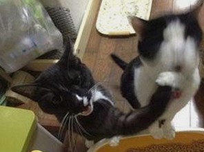 直播间热度与校园冲突形成鲜明对比：娱乐吃瓜文化的现实映照